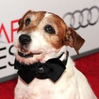 Certain dogs, including Uggie from "The Artist,"  have what it takes to convey enough charisma and emotion to be considered actors, says Brian Wheeler at BBC News.