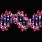 The telomere is a part of our DNA that wears down over time. Scientists say its length appears linked to longevity.