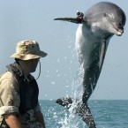 K-Dog, a bottle-nose dolphin, leaps during training: The Navy has used marine mammals to detect mines for decades.
