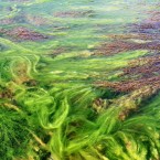 Scientists have made a new breakthrough in harvesting seaweed that potentially makes it a viable alternative biofuel.