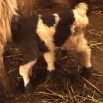 On a farm in the Republic of Georgia, a newborn lamb with six limbs drinks milk from its mother.