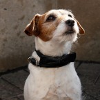 Uggie, the dog star of the Oscar nominated "The Artist," is set to retire after a notable career and whirlwind year in Hollywood.