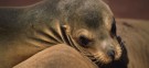 A California sea lion: The bodies of eight sea lions with gunshot wounds have been found in Washington state, confounding and worrying many experts.