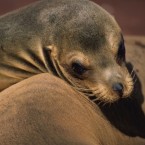 A California sea lion: The bodies of eight sea lions with gunshot wounds have been found in Washington state, confounding and worrying many experts.