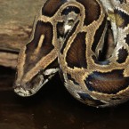 Burmese pythons, some of them escaped pets, have become common in the Florida Everglades, and they're eating the local wildlife.