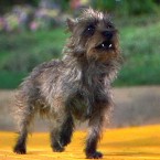 Dorothy's faithful companion, Toto, may be honored by the state of Kansas if a bill passes to make the Cairn terrier the state dog.