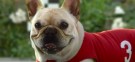 Canines were prominent in this year's Super Bowl ads, but for many critics, Skechers' Mr. Quiggly proved to be top dog.