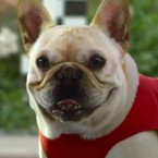 Canines were prominent in this year's Super Bowl ads, but for many critics, Skechers' Mr. Quiggly proved to be top dog.