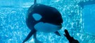 A tourist interacts with a whale at Sea World Orlando: PETA claims the marine park is committing something akin to slavery by keeping orcas captive.