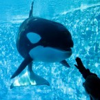 A tourist interacts with a whale at Sea World Orlando: PETA claims the marine park is committing something akin to slavery by keeping orcas captive.