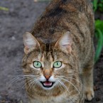 A parasite sometimes found in cat feces can infiltrate the human brain, possibly making those infected behave more recklessly.