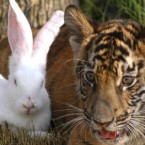 A rabbit and a tiger cub