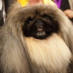 The best of the Westminster Dog Show: A slideshow
