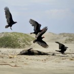 Buzzards fly around two dead dolphins on a beach in Peru: This year's unusual number of beached dolphins is being blamed on everything from warm weather to something they ate.
