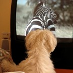 A dog watches human programming: DOGTV, a cable network devoted entirely to dogs, promises shows that will encourage playfulness and soothe lonely pups.