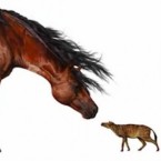 The horse's ancient ancestor, the Sifrhippus (right), wasn't always the size of a cat but shrank over a period of time because of warming temperatures.