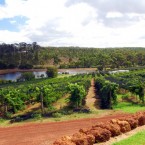 A western Australia vineyard: Down under, grapes are ripening ever earlier, creating increasingly sweet wines.