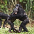 Young bonobos embrace: The female primates are social climbers, according to new research, who will use sex with high-ranking alpha females to gain status for themselves.