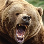 Thanks to the warm winter, bears are waking up from their months-long hibernation earlier than usual... and they're hungry.