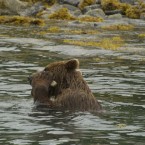 A wild brown bear uses a barnacle-covered stone to scratch off excess fur and skin.