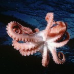 An octopus silently descends onto its prey: The octopus is also an attractive target for predators, and often constructs a protective den in the rocks with a small peephole it can look out through.