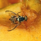A fruit fly hovering near your rotting papaya may be looking to drown his sorrows in its alcoholic content.