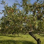 Homes with orchards: A slideshow