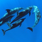 Dolphins form gang-like alliances to protect their females, according to new research.