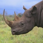 Crushed rhino-horn powder can sell for as much as $25,000 per pound on the black market.