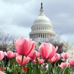 Tulips in D.C. were in full bloom by mid-March this year: Since last April, the nation has experienced the hottest 12-month stretch on record.