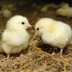 Normally chicks are born from eggs that have passed out of a hen's body, but one Sri Lankan newborn defied all of mother nature's rules.