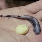 A newborn pygmy spiny-tailed shark with a yolk sac still attached: The smalleye pygmy shark uses its glowing belly to hide from larger predators.