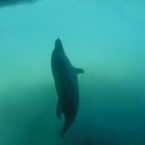 The two dolphins (not pictured) died from an overdose of the opiate Buprenorphine, which may have shut down the brain mechanism that tells dolphins when to surface for air.