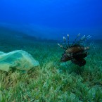 Fish in the North Pacific Ocean region are estimated to ingest anywhere from 12,000 to 24,000 tons of plastic each year.