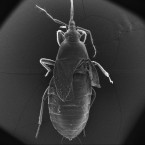 A scanned electron microscopy image of an impregnated female warehouse pirate bug: The wings have been removed to reveal the mating wounds in the upper right of the abdomen area.