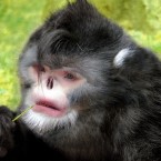 Rainy days are downers for the newly discovered Rhinopithecus strykeri monkeys, who start sneezing at the slightest drizzle.