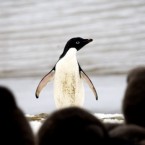 An Adelie penguin: A 100-year-old report on the arctic animals revealed the raw sexual behavior of unattached male members who form "hooligan bands" on the fringes of the group.
