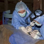 C'sar, an African bull elephant from the North Carolina Zoo in Asheboro, undergoes surgery to remove cataracts from his aging eyes.