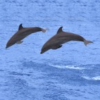 Dolphins have retractable, hand-like, penises that grope around for potential mates. Not so cute now are they?