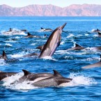 A typical 260-pound dolphin eats some 33 pounds of fish a day &mdash; that's the equivalent of you scarfing down roughly 20 pounds of steak.