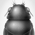 The tiny brain-eating phorid fly, or&nbsp;Euryplatea nanaknihali, is able to rest comfortably on the eye of the average house fly, which is pictured here.