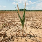 A corn plant struggles to survive in a drought-stricken Illinois field: 38 percent of U.S. corn crops are in bad shape due to the season's severe heat.