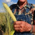 An Illinois farmer looks over an ear of corn picked from his fields, which have been severely damaged by drought.