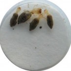 A unique species of termites, Neocapritermes taracua, which can be found in the rainforests of French Guiana, are equipped with explosive, venomous sacks to protect their colony.