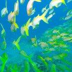 Snapper fish swim through Australia's Great Barrier Reef: Fish in these waters have been suffering from what researchers believe is a form of melanoma.