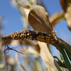 Corn plants on an Iowa farm struggle to survive after an exceptionally hot summer which will likely yield a 12-percent drop in corn production nationwide.