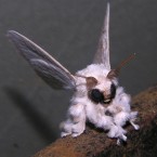 While the poodle moth's genetic origins are still unknown, there is no denying its "adorably weird" appeal.