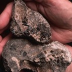 Solidified ambergris: The rare substance, excreted by sperm whales, is in high demand by perfumers, as it helps fix scent to human skin.