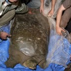Conservationists release a rare, Red River soft-shell turtle back into a lake, its natural habitat, outside of Hanoi, Vietnam, in 2008.