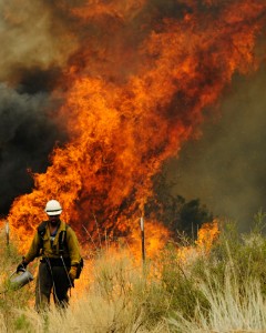 A firefighter walks away after setting a backburn in an attempt to control a raging wildfire in Nutrioso, Ariz., on June 10: Already this year, nearly 13,000 square miles of land &mdash; an area larger than Massachusetts &mdash; has been burned by wildfires.&nbsp;